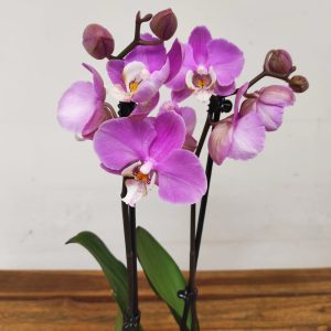 Phalaenopsis - 2 Hastes