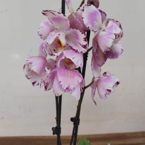 Phalaenopsis - 2 Hastes