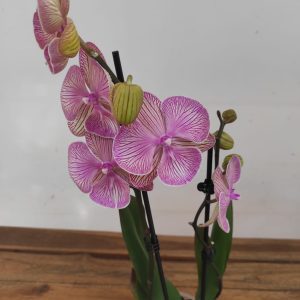 Phalaenopsis - 2 Hastes