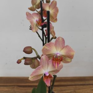 Phalaenopsis - 2 Hastes