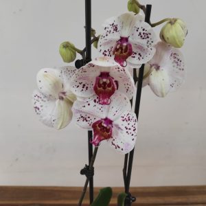 Phalaenopsis - 2 Hastes