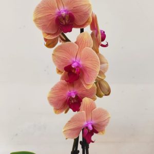 Phalaenopsis - 2 Hastes