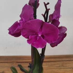 Phalaenopsis - 2 Hastes