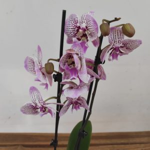 Phalaenopsis - 2 Hastes