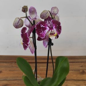 Phalaenopsis - 2 Hastes