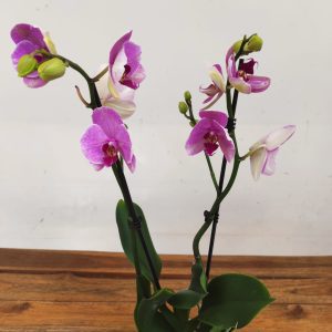 Phalaenopsis - 2 Hastes