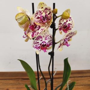 Phalaenopsis - 2 Hastes