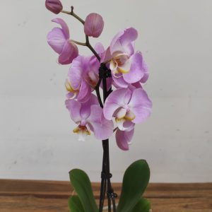 Phalaenopsis - 2 Hastes