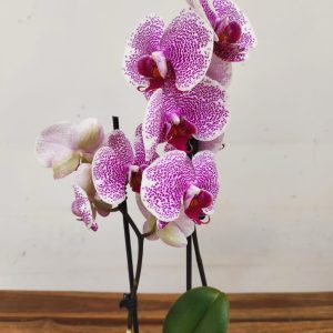 Phalaenopsis - 2 Hastes