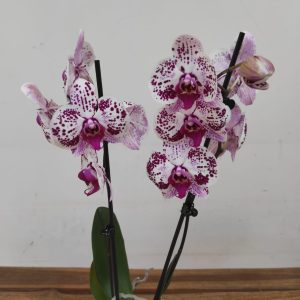 Phalaenopsis - 2 Hastes