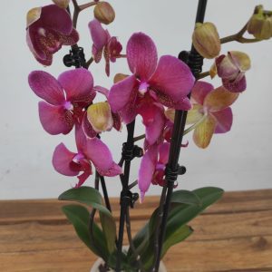 Phalaenopsis - 2 Hastes