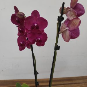 Phalaenopsis - 2 Hastes