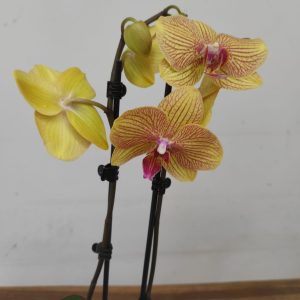 Phalaenopsis - 2 Hastes