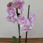 Phalaenopsis - 2 Hastes