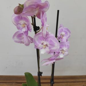 Phalaenopsis - 2 Hastes