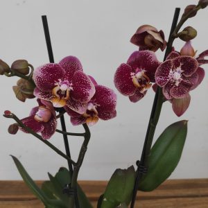Phalaenopsis - 2 Hastes