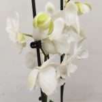 Phalaenopsis - 2 Hastes