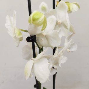 Phalaenopsis - 2 Hastes