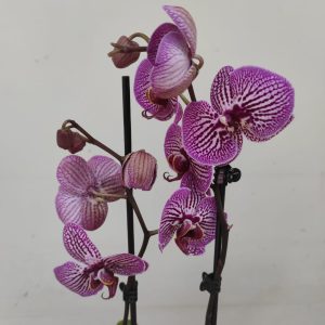 Phalaenopsis - 2 Hastes