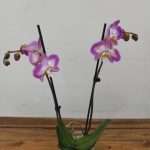 Phalaenopsis - 2 Hastes