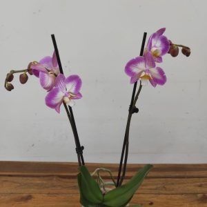 Phalaenopsis - 2 Hastes