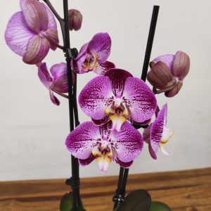 Phalaenopsis - 2 Hastes
