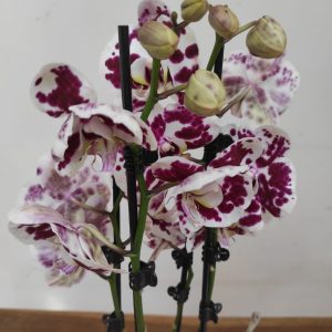 Phalaenopsis - 3 Hastes