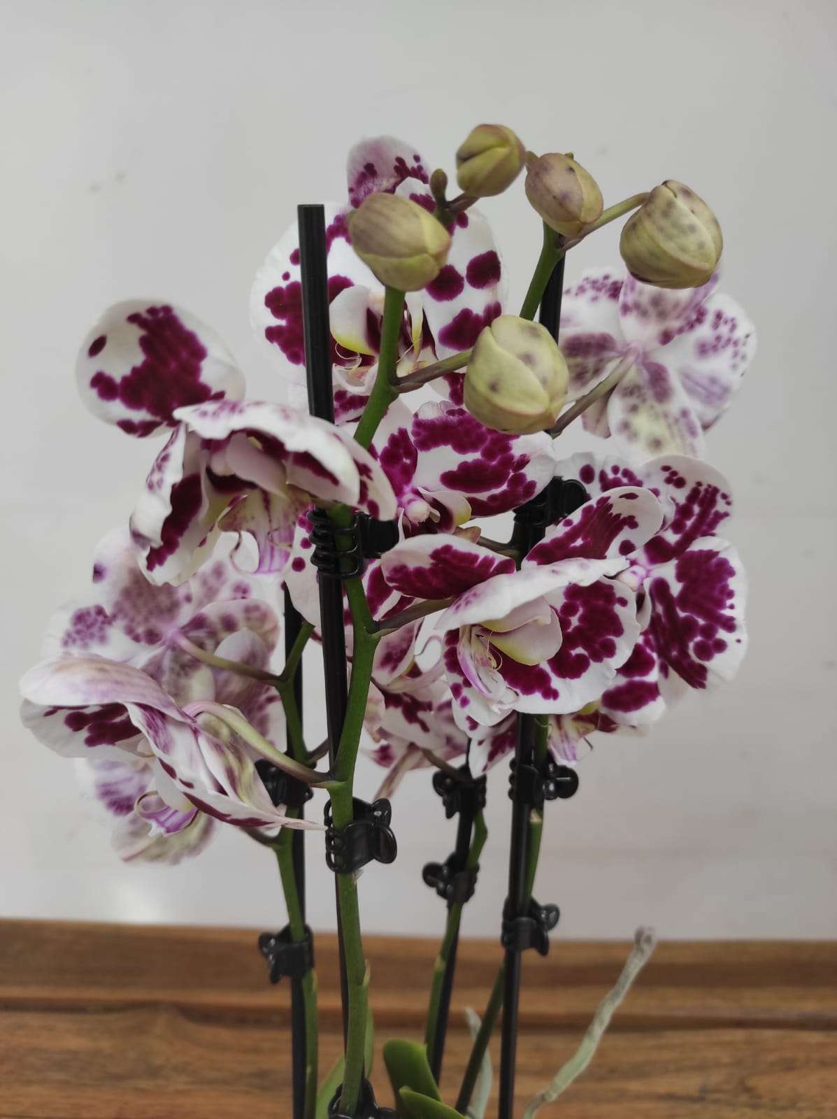 Phalaenopsis - 3 Hastes