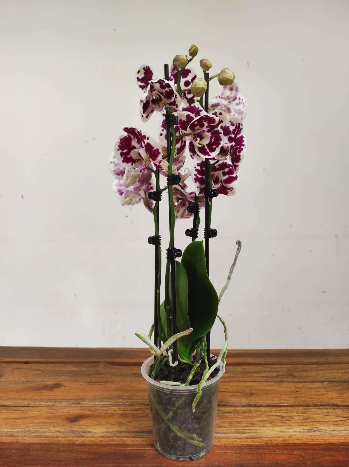 Phalaenopsis - 3 Hastes - Image 2