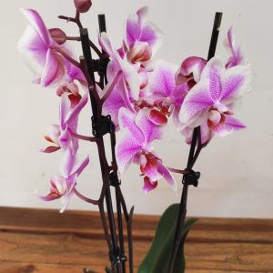 Phalaenopsis - 3 Hastes