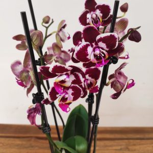 Phalaenopsis - 3 Hastes