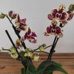 Phalaenopsis - 3 Hastes
