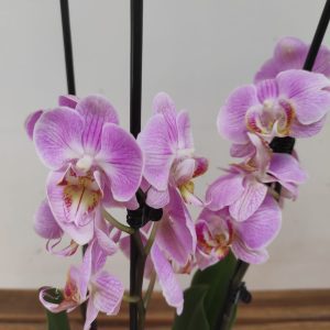 Phalaenopsis - 3 Hastes