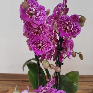 Phalaenopsis - 3 Hastes