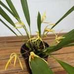 Maxillaria Shepheardii