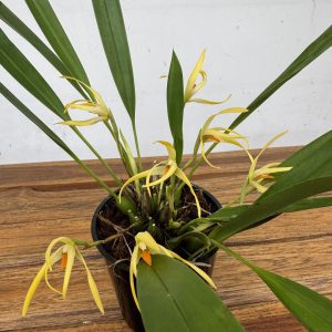 Maxillaria Shepheardii