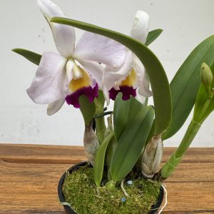 Cattleya Eva