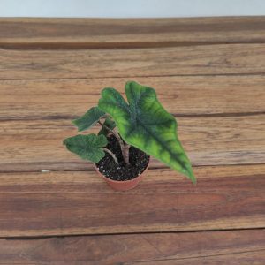 Alocasia Jacklyn V.6