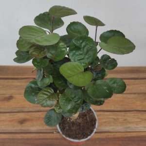 Polyscias Fabian