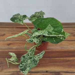 Syngonium 'Mottled'