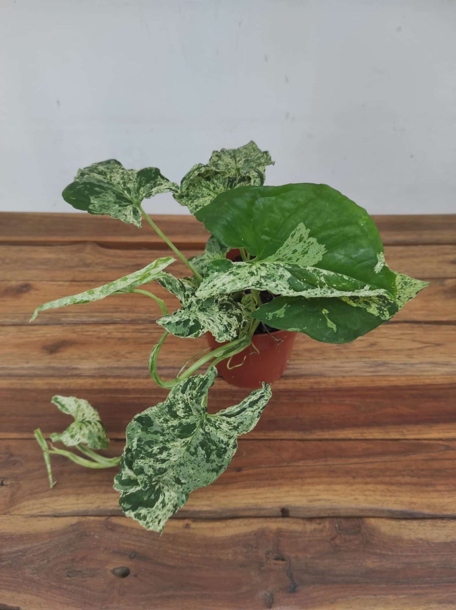 Syngonium 'Mottled'