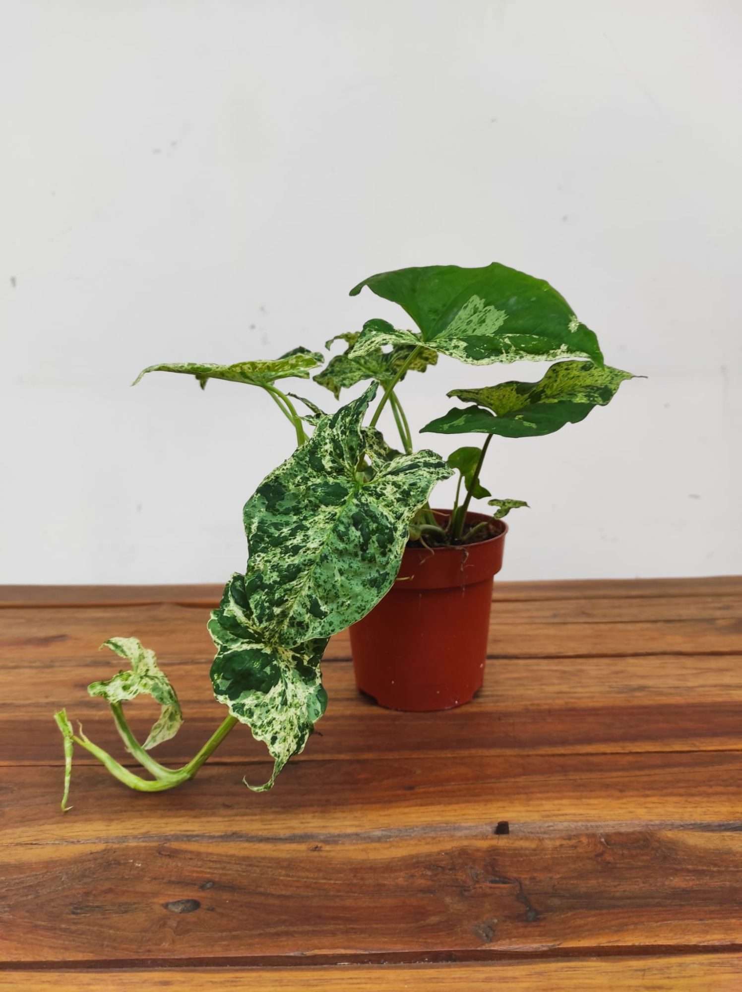 Syngonium 'Mottled' - Image 2