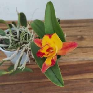 Cattleya V.12
