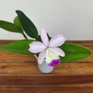 Cattleya V.12