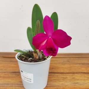 Cattleya V.12