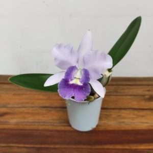 Cattleya V.12