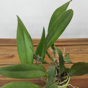 Cattleya Rht. Shinfong Baby 'Tainan'