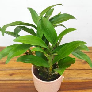Dendrobium Farmeri Petaloid-  Album 'Hsinying'
