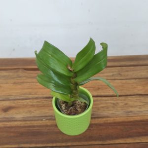Dendrobium Formosum