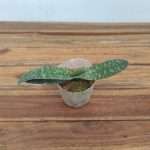 Paphiopedilum Bellatulum x Myanmaricum